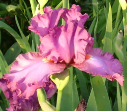 Ирис "Колор Глори" (Iris Color Glory)